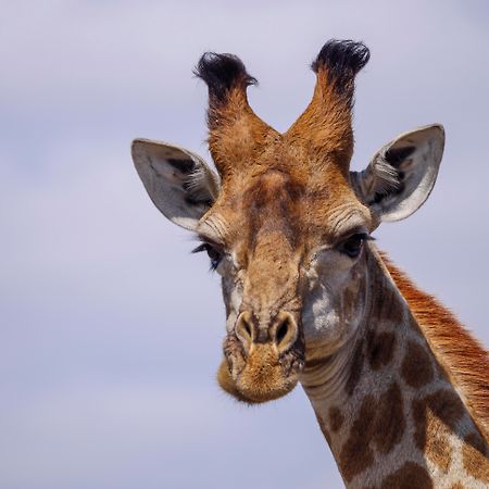 Nkomazi Game Reserve By Newmark بادبلااس المظهر الخارجي الصورة