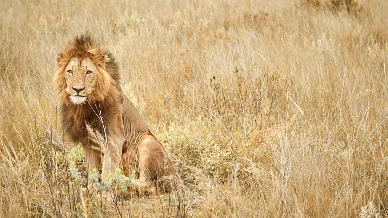 Nkomazi Game Reserve By Newmark بادبلااس المظهر الخارجي الصورة