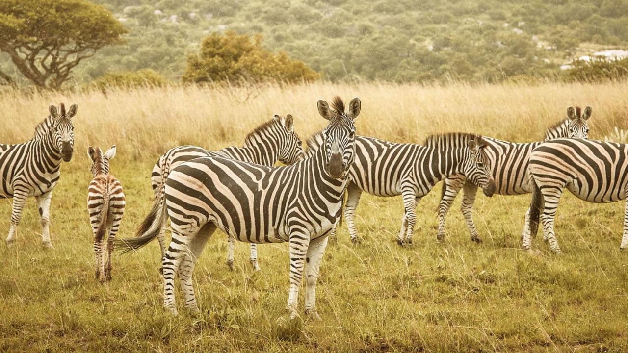 Nkomazi Game Reserve By Newmark بادبلااس المظهر الخارجي الصورة