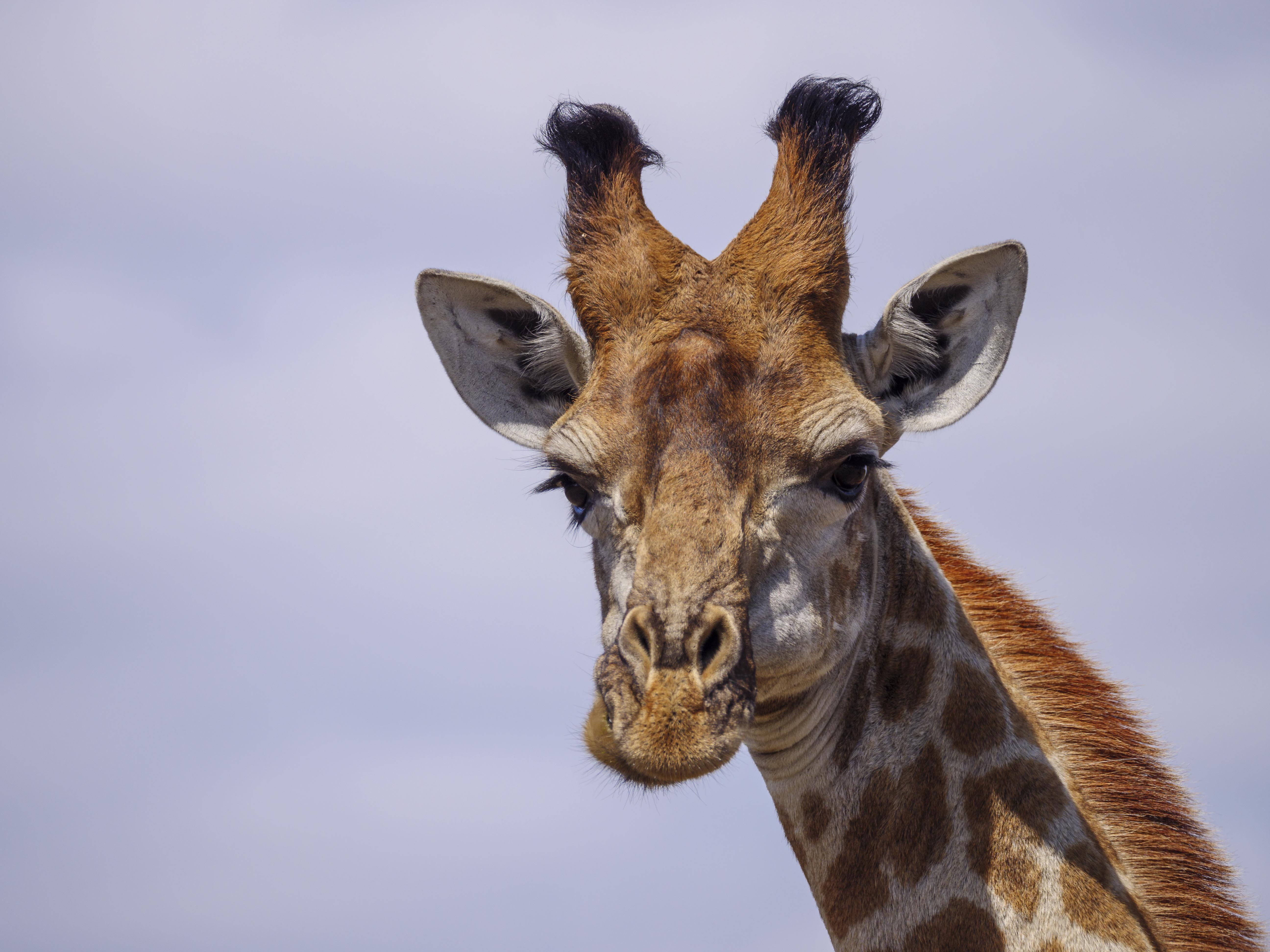 Nkomazi Game Reserve By Newmark بادبلااس المظهر الخارجي الصورة