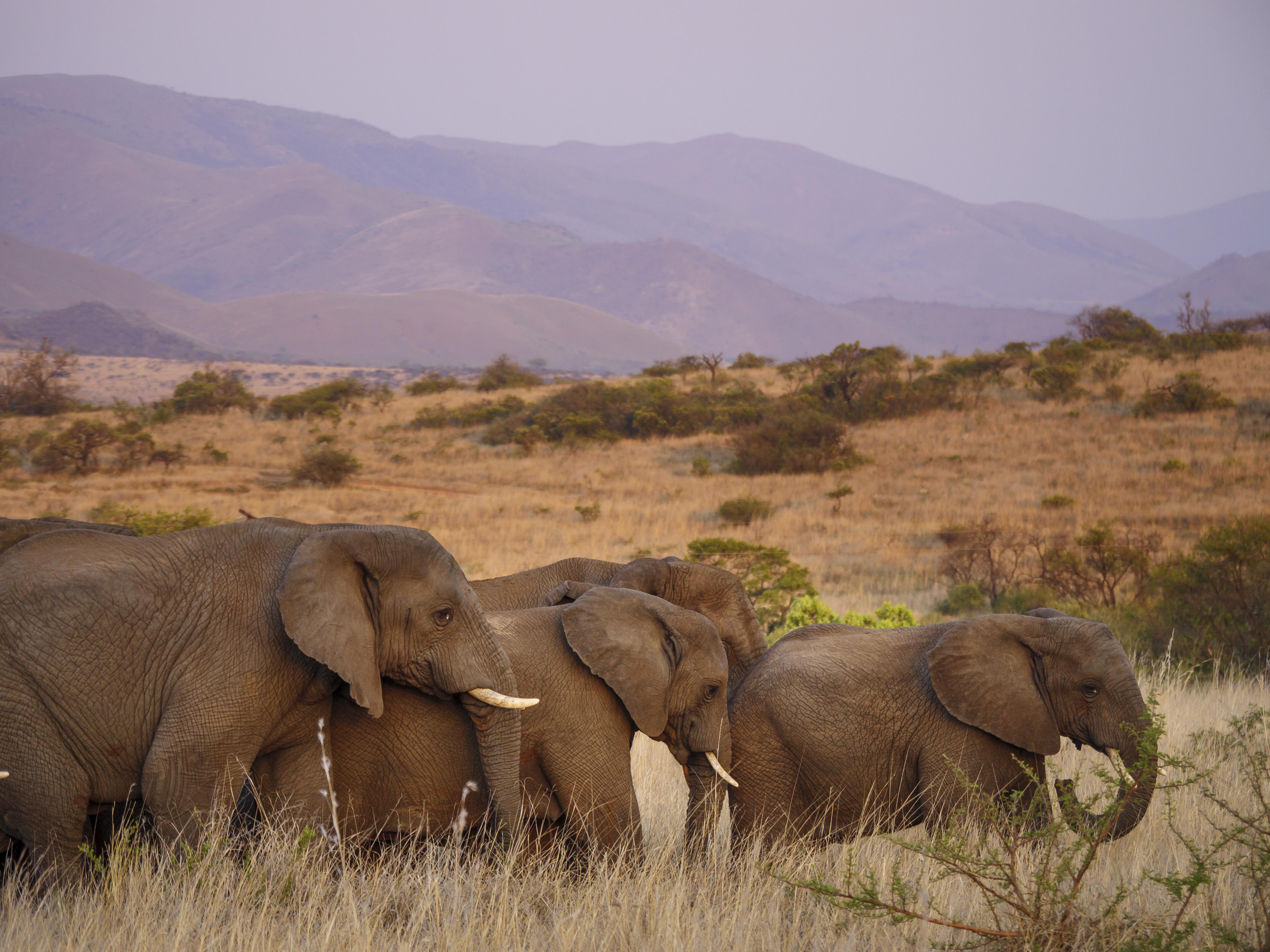 Nkomazi Game Reserve By Newmark بادبلااس المظهر الخارجي الصورة
