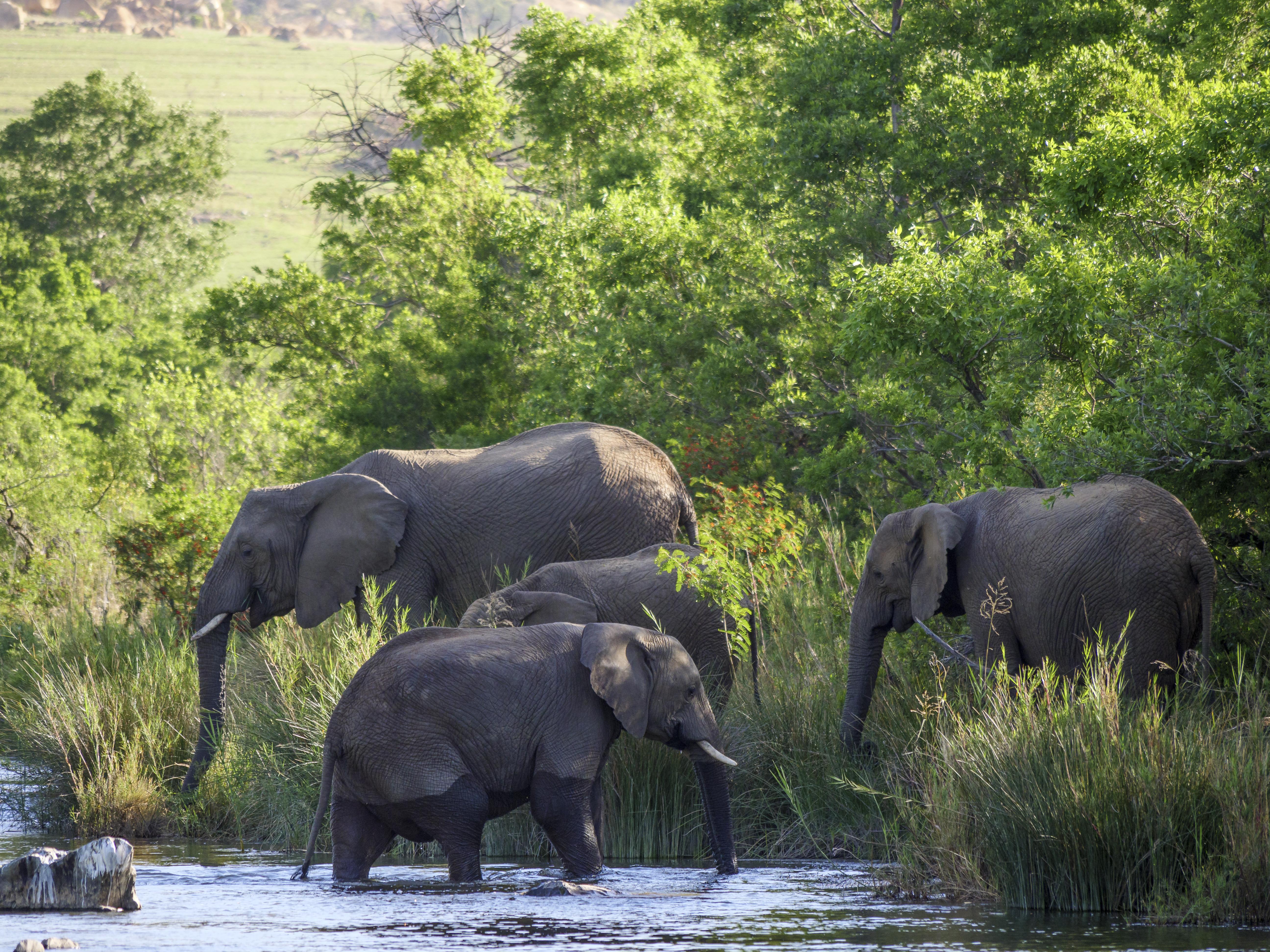 Nkomazi Game Reserve By Newmark بادبلااس المظهر الخارجي الصورة