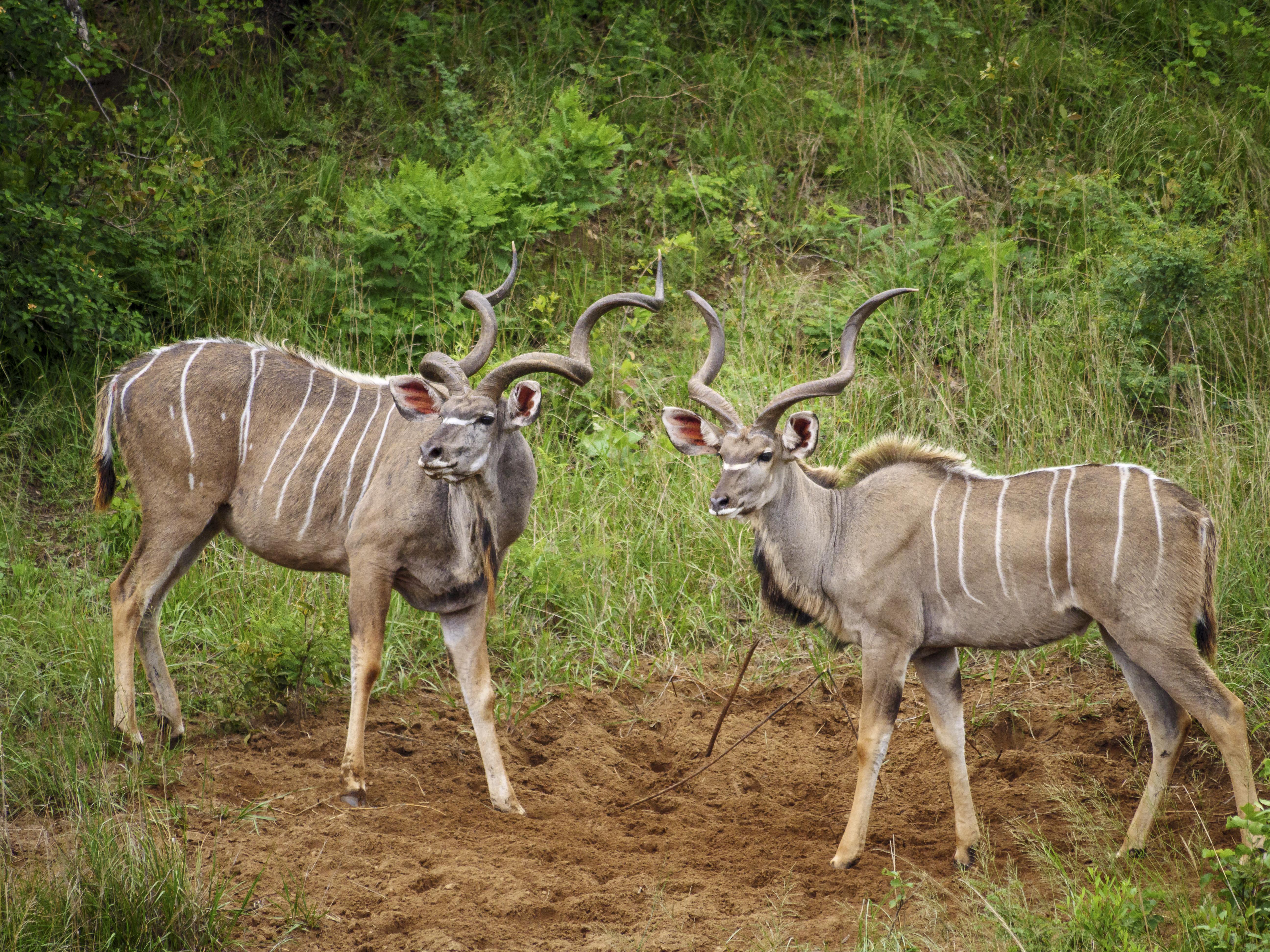 Nkomazi Game Reserve By Newmark بادبلااس المظهر الخارجي الصورة